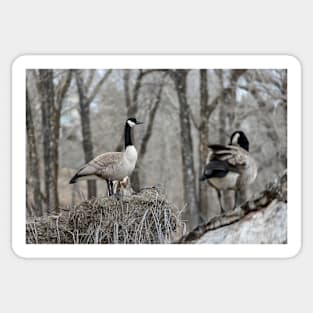 Canada Geese nesting Sticker